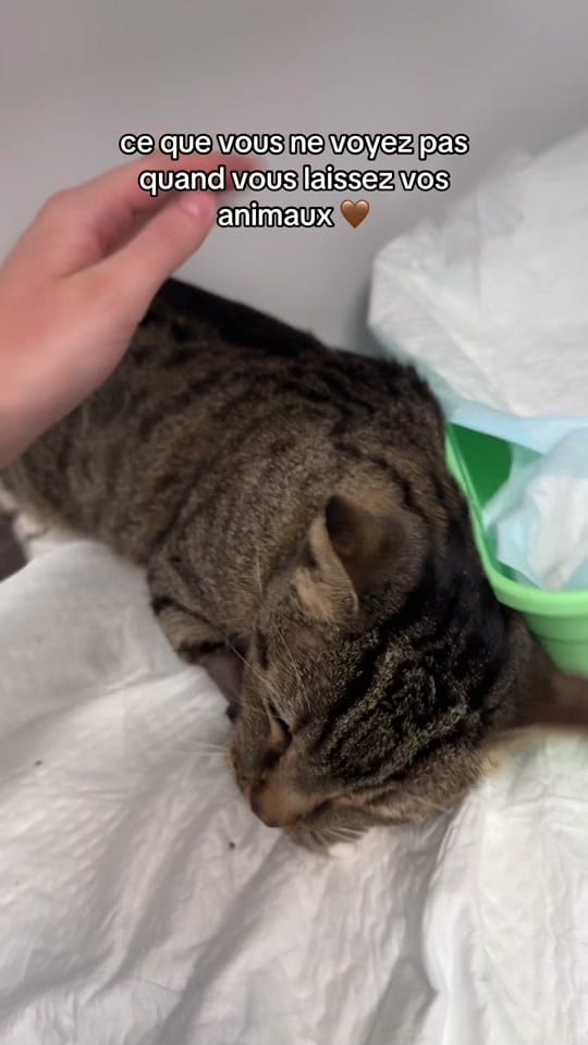 Post 4 by leila_thevetnurse on TikTok (video)