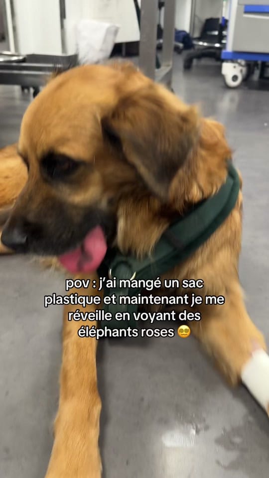 Post 3 by leila_thevetnurse on TikTok (video)