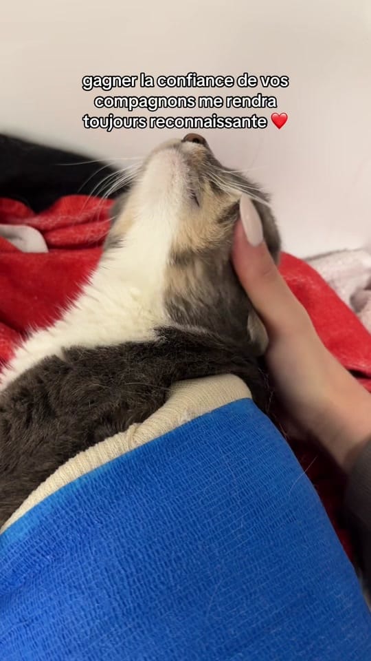 Post 1 by leila_thevetnurse on TikTok (video)
