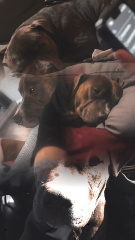 Post 6 by ❤️🌵QueenLyons🌵❤️ on TikTok (video)