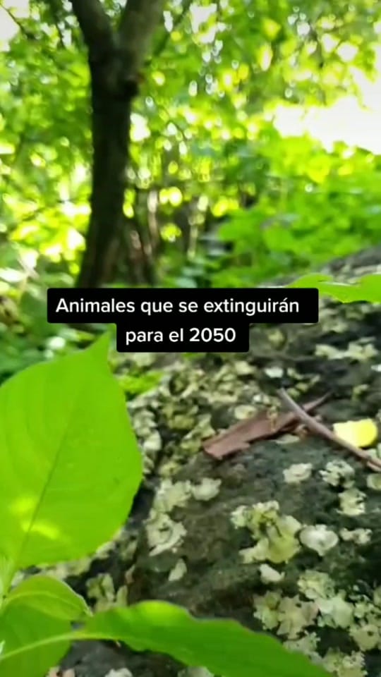 Post 6 by 💚CURIOSO_CHEEMS💚 on TikTok (video)