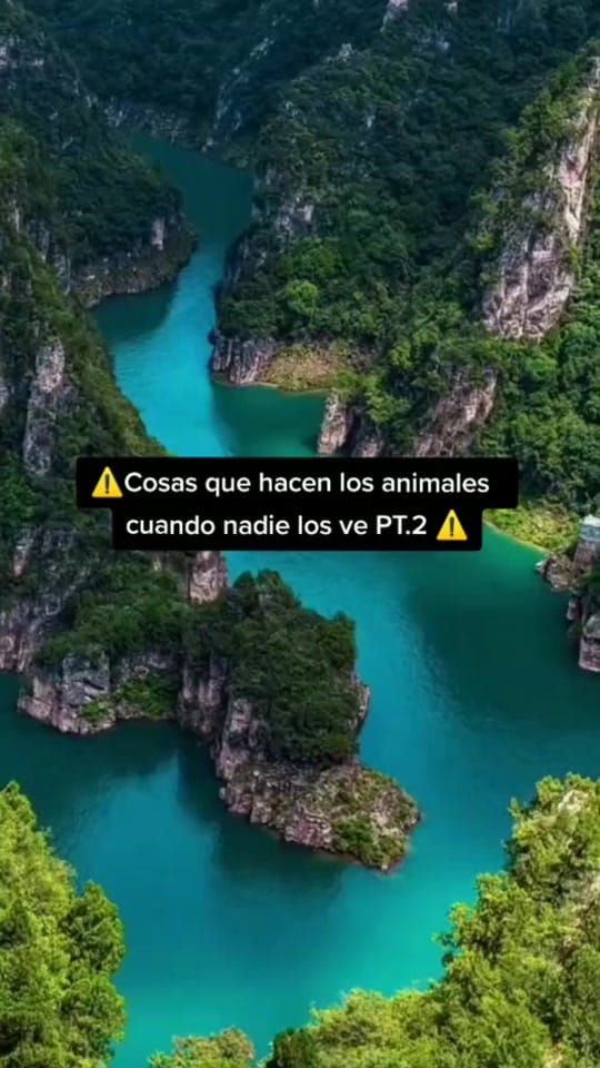 Post 2 by 💚CURIOSO_CHEEMS💚 on TikTok (video)