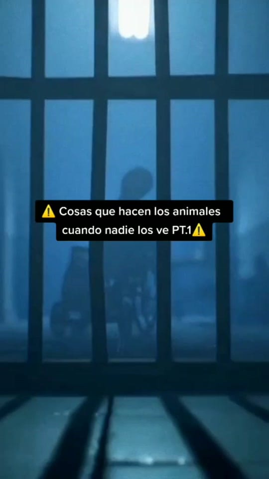Post 8 by 💚CURIOSO_CHEEMS💚 on TikTok (video)