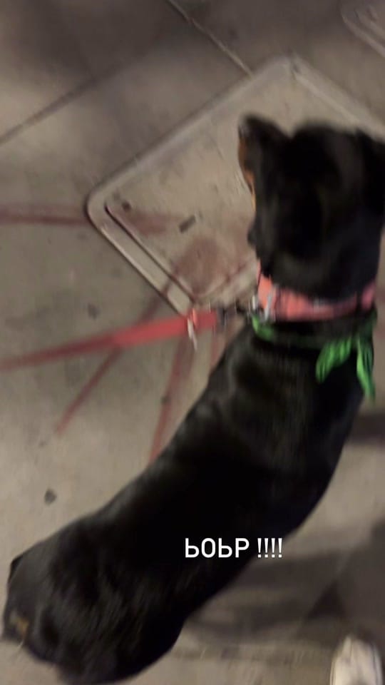 Post 3 by Smoochie Wallace on TikTok (video)