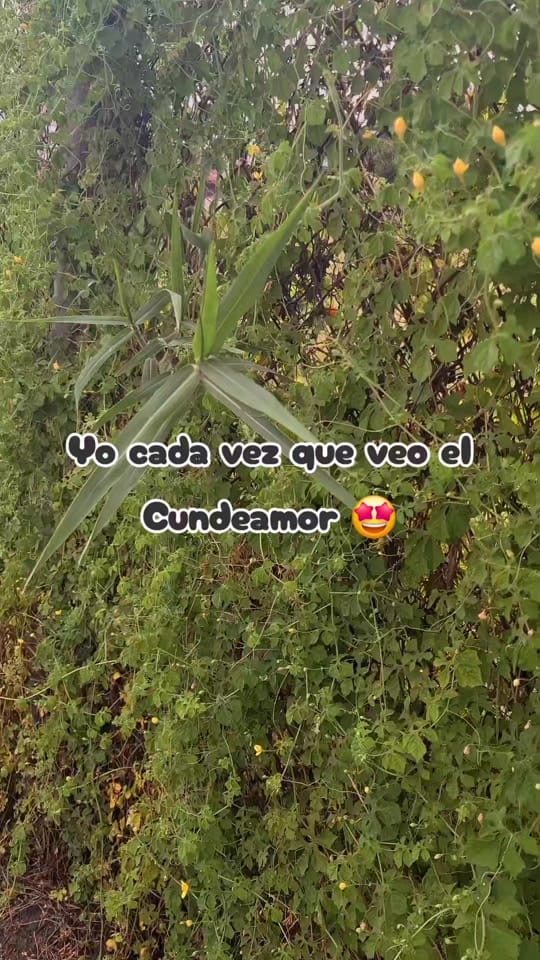 Post 2 by Isidro GM on TikTok (video)