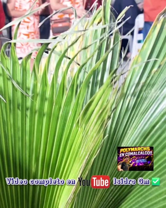 Post 6 by Isidro GM on TikTok (video)
