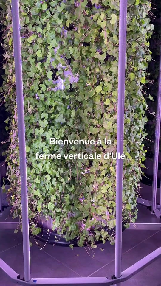 Post 9 by Ulé Beauty on TikTok (video)