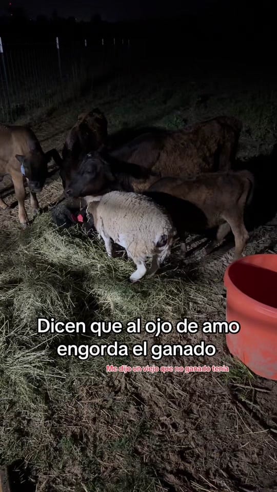 Post 5 by Edgar hernandez on TikTok (video)