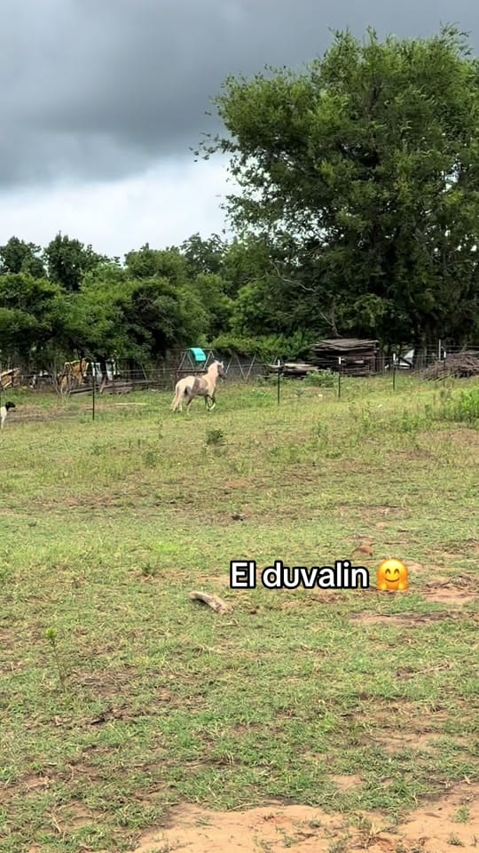 Post 10 by Edgar hernandez on TikTok (video)