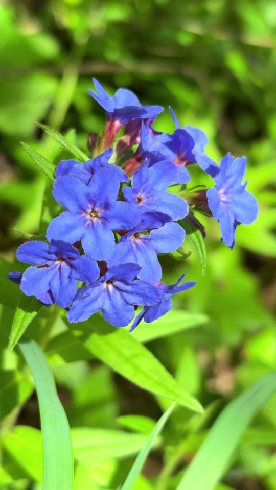 Post 4 by Woo Susie Satya on TikTok (video)