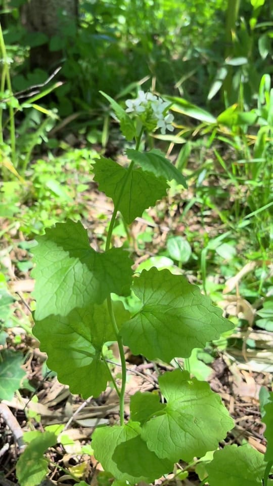 Post 8 by Woo Susie Satya on TikTok (video)