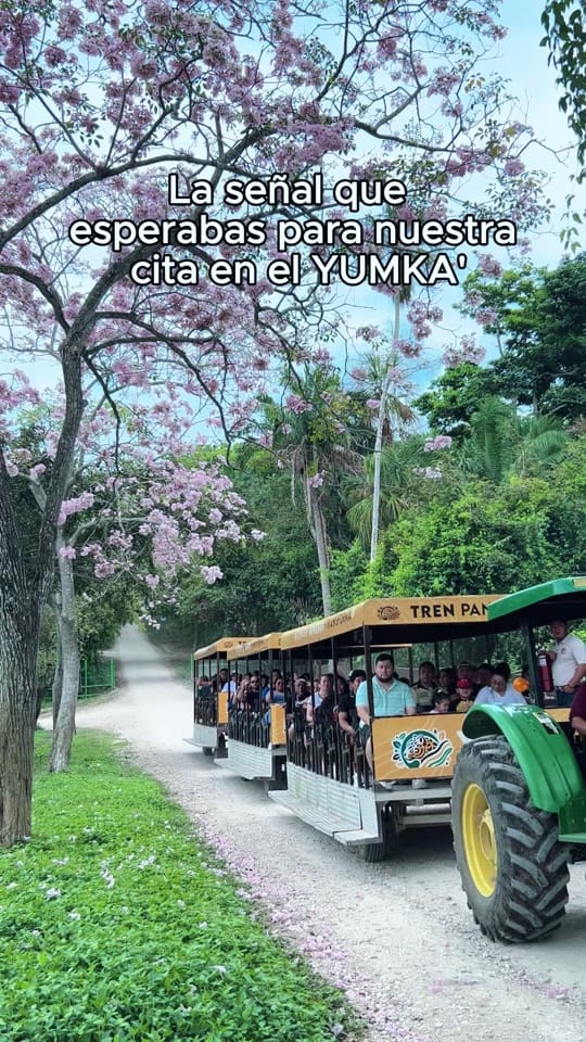 Post 8 by YUMKA ANP on TikTok (video)