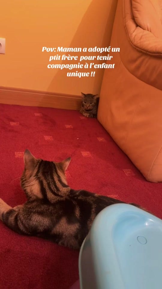 Post 3 by Rachel🌺 on TikTok (video)