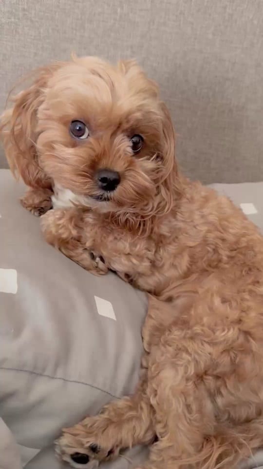 Post 3 by Mona Bear on TikTok (video)