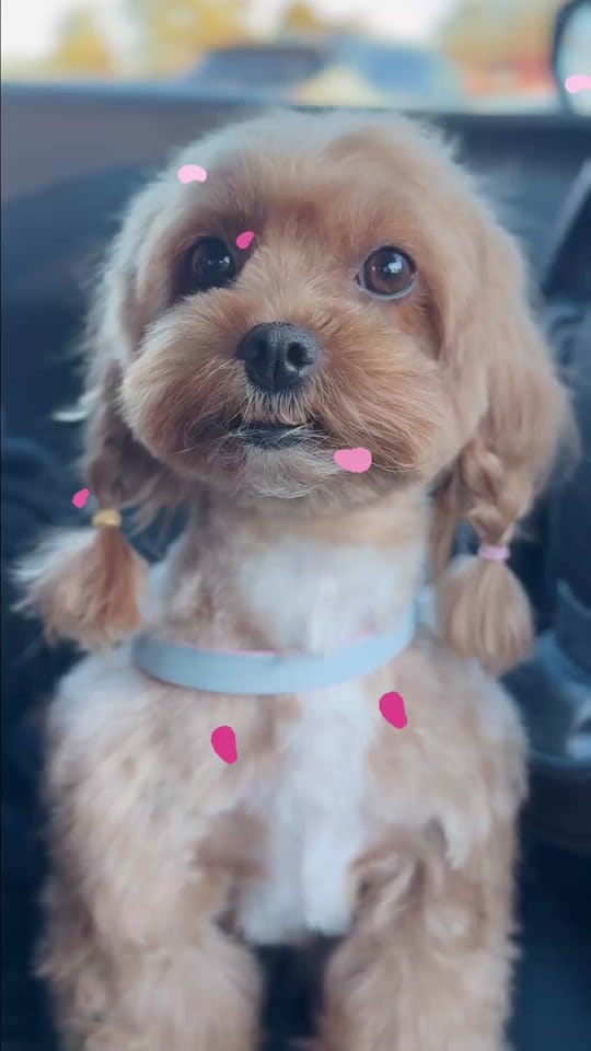 Post 10 by Mona Bear on TikTok (video)