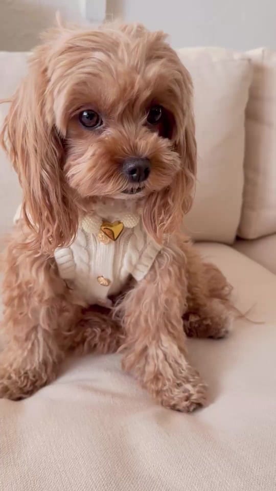 Post 9 by Mona Bear on TikTok (video)