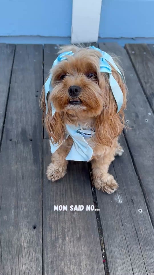 Post 7 by Mona Bear on TikTok (video)