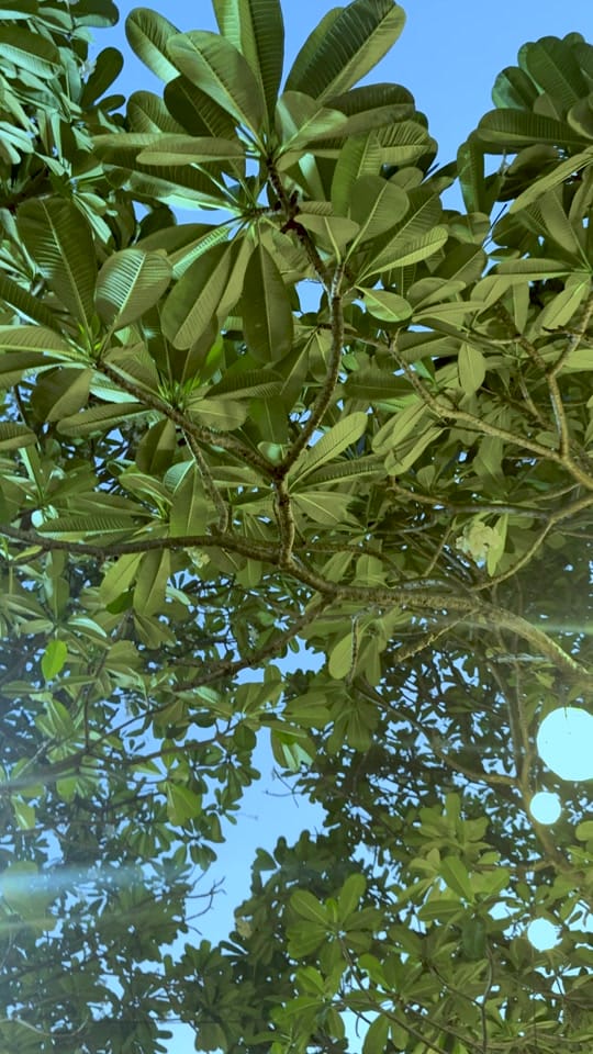 Post 4 by Lee Kum Kee PH on TikTok (video)