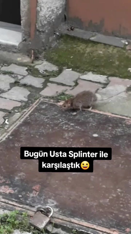 Post 5 by Mahir İLHANLI on TikTok (video)