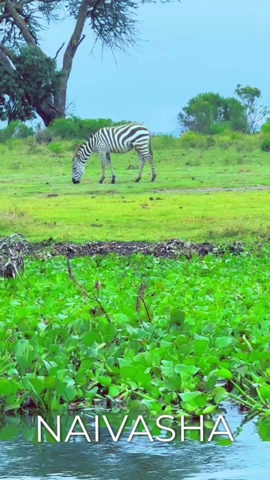 Post 4 by Umu Luul🇸🇴 on TikTok (video)