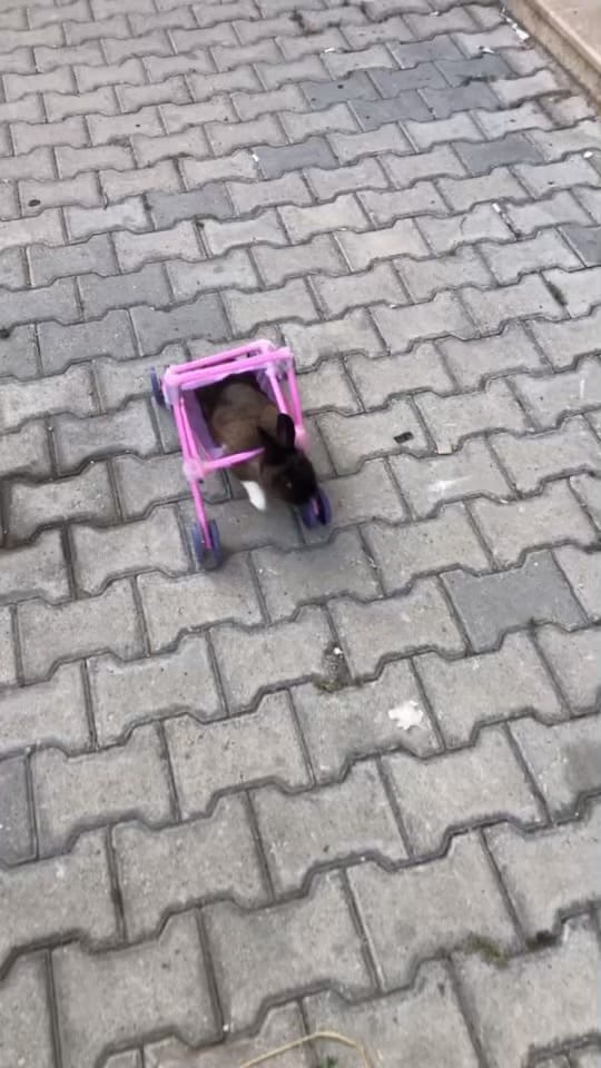 Post 3 by Fatih Koçak on TikTok (video)