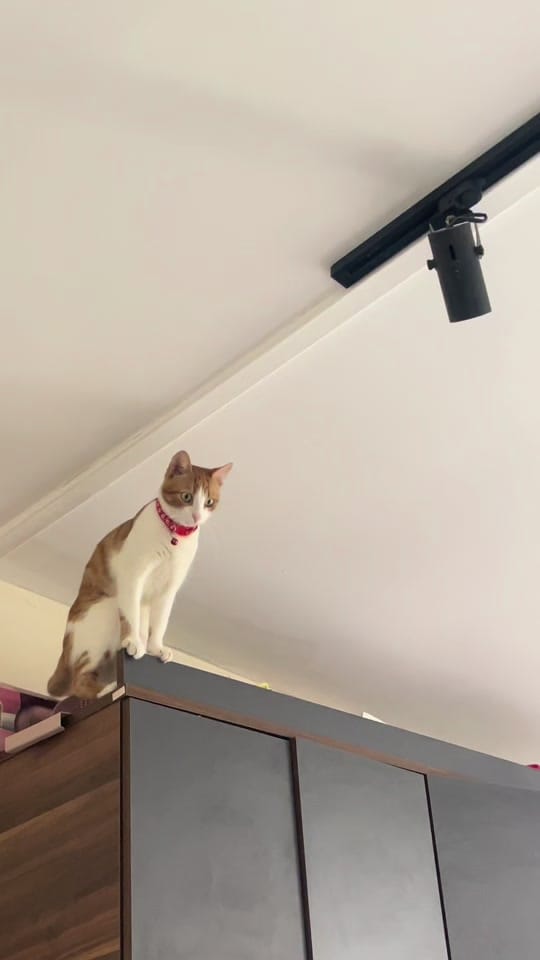 Post 6 by Sena on TikTok (video)