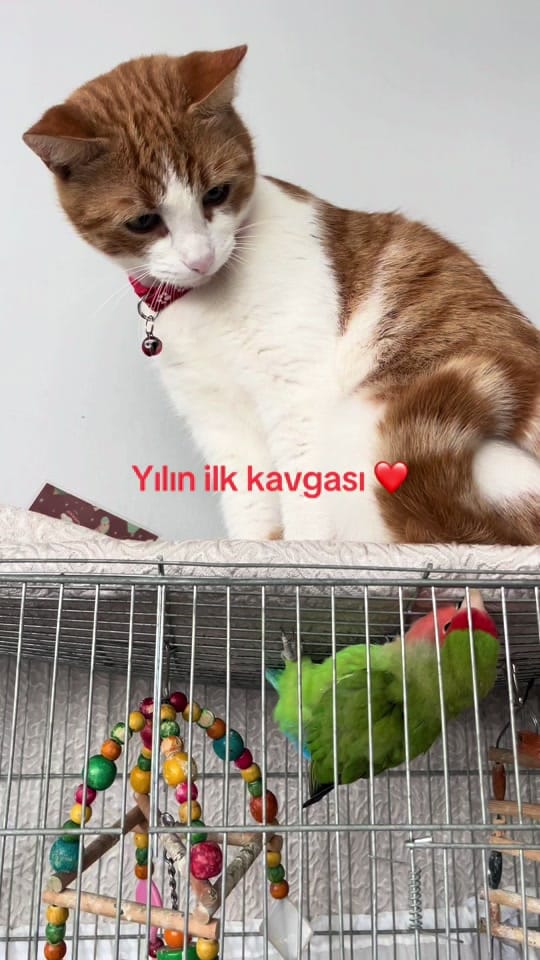 Post 5 by Sena on TikTok (video)