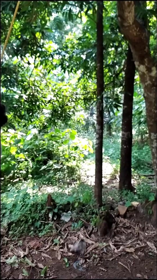 Post 8 by VineethaJiffin on TikTok (video)