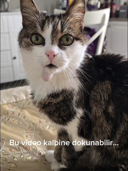 Post 4 by Simge Zeynep Y. | Gayrimenkul on TikTok (video)