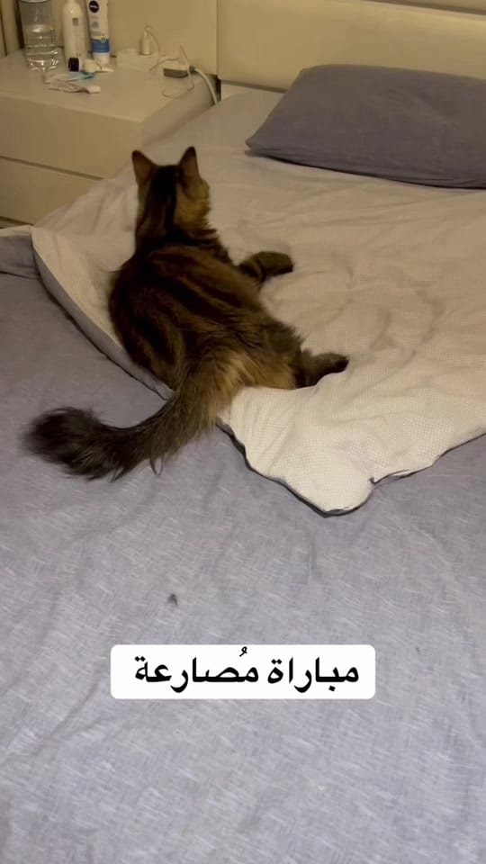 Post 3 by Ziad Maher  زياد ماهر on TikTok (video)