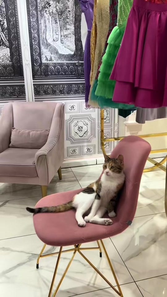 Post 6 by Ziad Maher  زياد ماهر on TikTok (video)