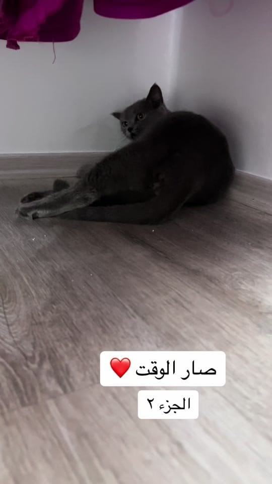 Post 9 by Ziad Maher  زياد ماهر on TikTok (video)