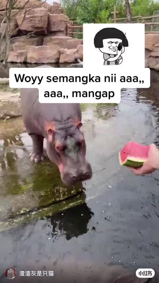 Post 8 by nengnimat on TikTok (video)