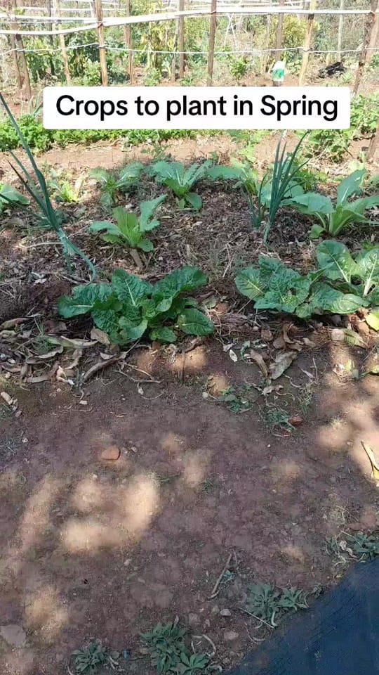 Post 8 by AdamTMalapa 👌 ✅️ on TikTok (video)