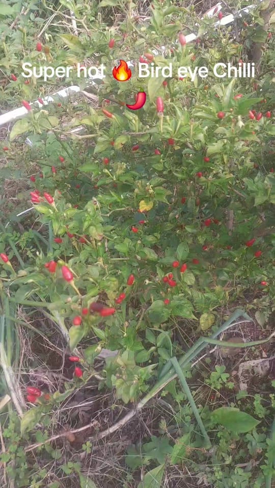 Post 2 by AdamTMalapa 👌 ✅️ on TikTok (video)