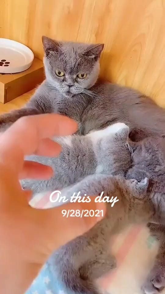 Post 8 by Kashmiri Boy offical 786 on TikTok (video)
