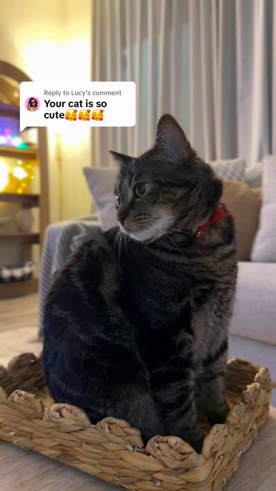 Post 6 by Jana🦋 on TikTok (video)