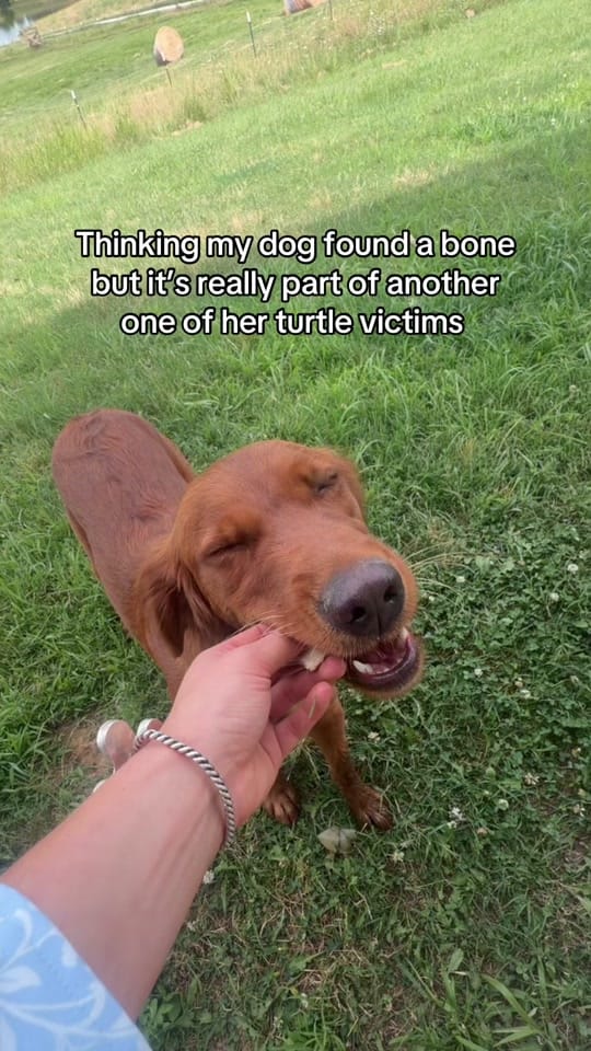 Post 5 by Maggie Williams on TikTok (video)