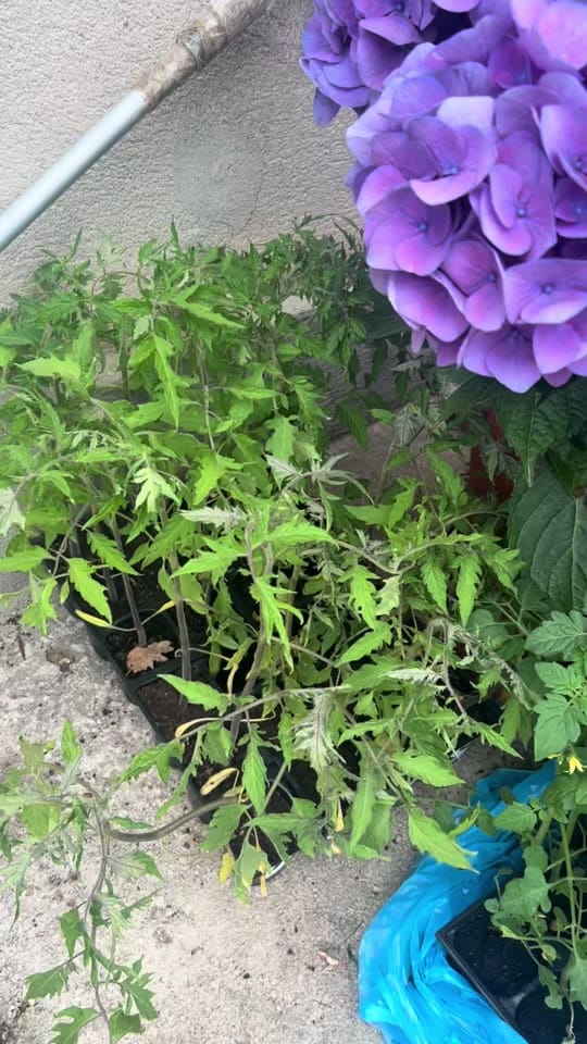 Post 4 by Nella Asanovic on TikTok (video)