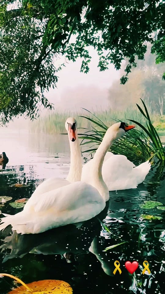 Post 8 by Bassam Habbal on TikTok (video)