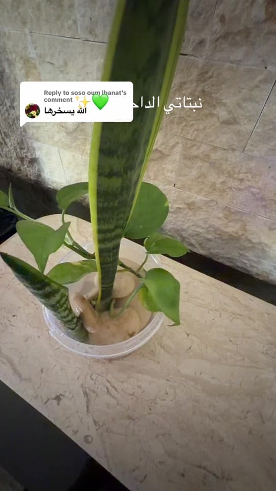 Post 3 by Miss fadwa on TikTok (video)