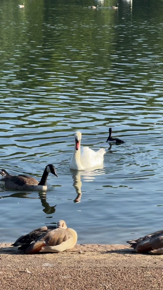 Post 7 by Theycallmepaiz on TikTok (video)