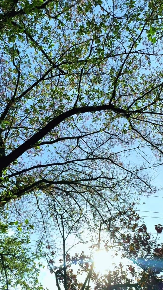 Post 2 by Shahed Ahmed on TikTok (video)