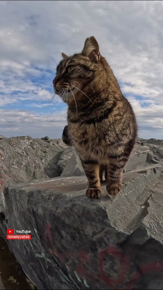 Post 2 by Lonelycats on TikTok (video)