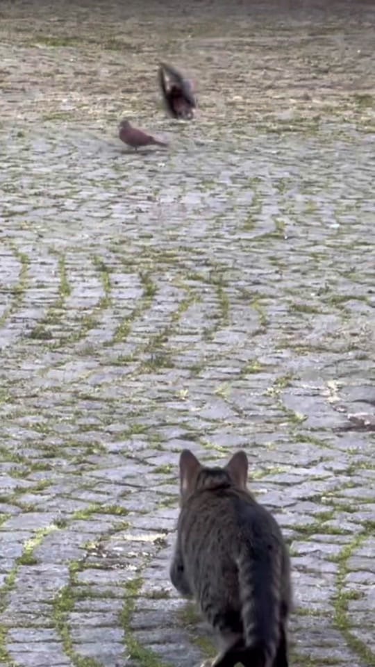 Post 8 by Lonelycats on TikTok (video)