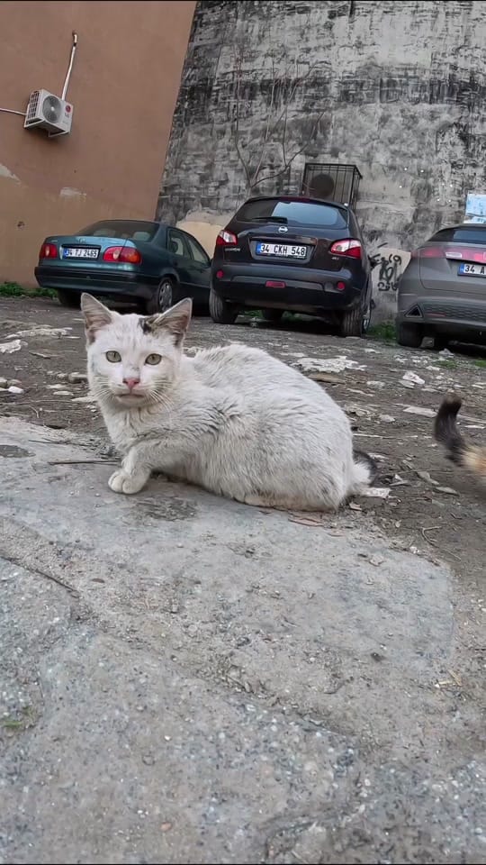 Post 10 by Lonelycats on TikTok (video)