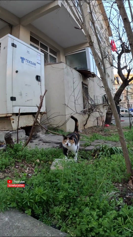 Post 1 by Lonelycats on TikTok (video)