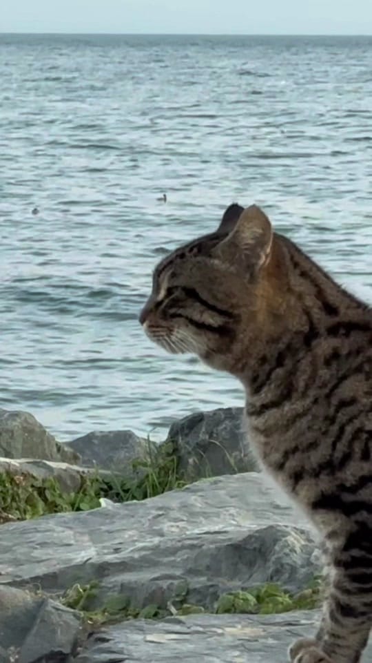 Post 9 by Lonelycats on TikTok (video)
