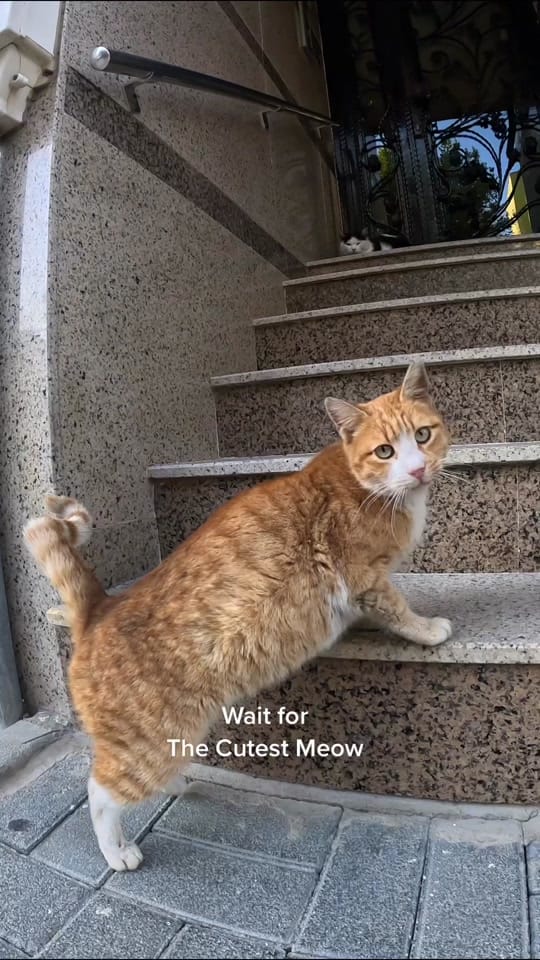 Post 4 by Lonelycats on TikTok (video)