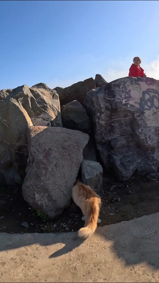 Post 5 by Lonelycats on TikTok (video)